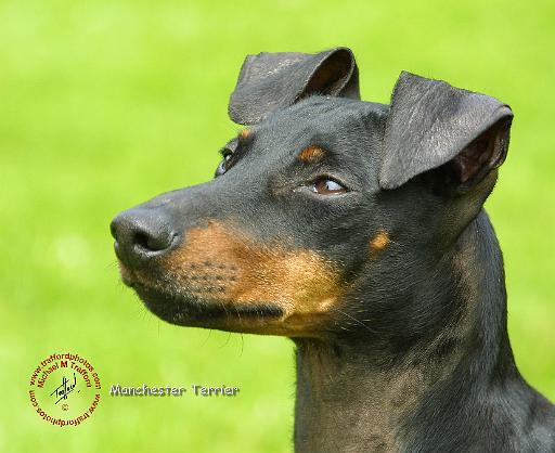 Manchester Terrier 8W13D-12.JPG